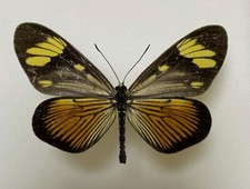 Acraeidae ACTINOTE MELANISANS ?*****male ****BRASIL