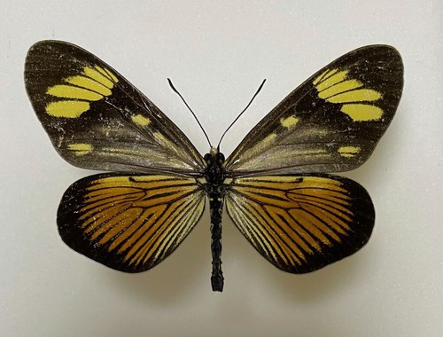 Acraeidae actinote melanisans - acraeidae,