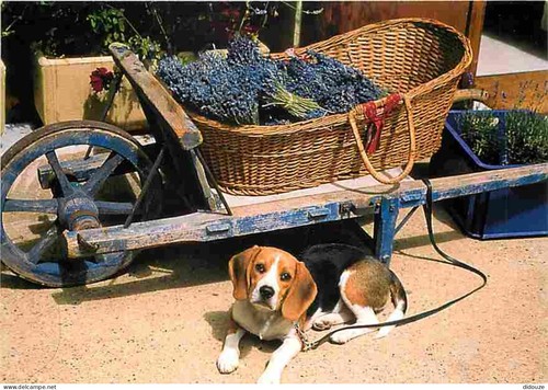 Carte postale animaux - carte,