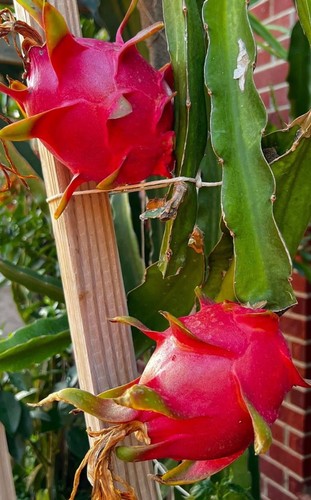Pitaya fruit dragon - pitaya,
