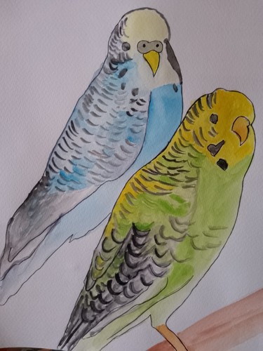Watercolour les perruches - watercolour,