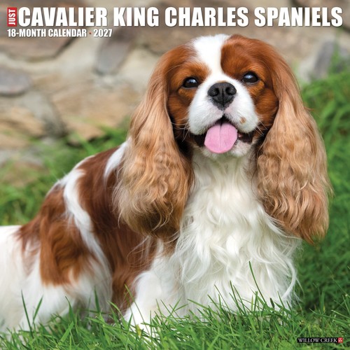 Cavalier king charles spaniels - cavalier,