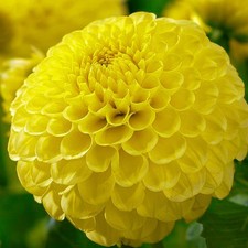 Tubercules/bulbes de dahlia -