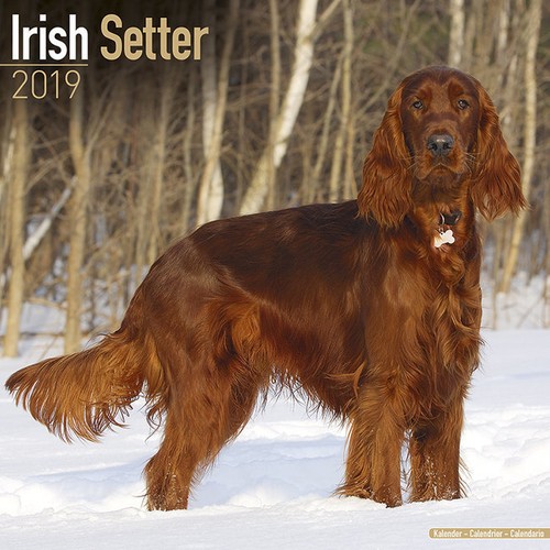 Calendrier 2019 setter - 2019,
