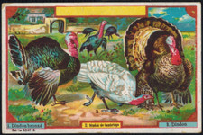 Chromo-chicory Arlatte (Cambrai) Turkeys (Pheasants)-Db.34