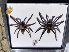 collection insects entomology taxidermy cabinet of curiosities Mygale