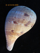 Ficus ficus 82 mm magnificent pattern high quality shell! PRIVATE COLLECTION