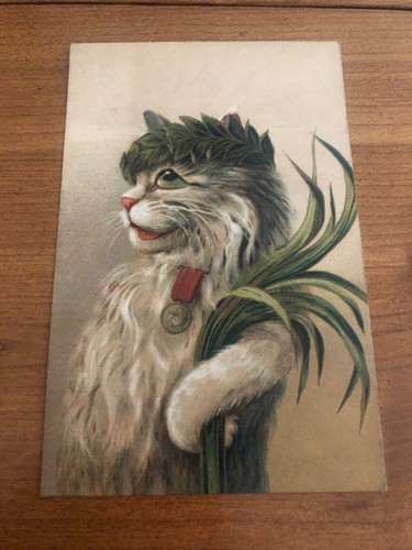 Chat humanisé anthropomorphe