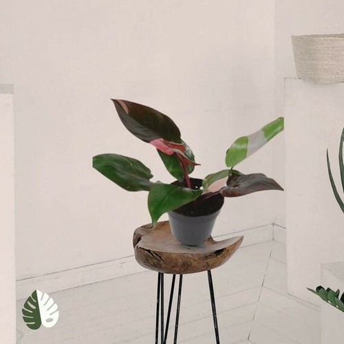 Philodendron pink princess - philodendron, |