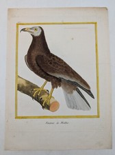 Gravure originale – rapace