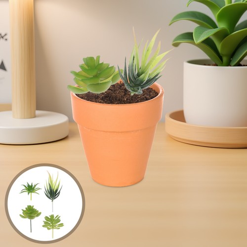 Pcs plantes intérieur - 6,