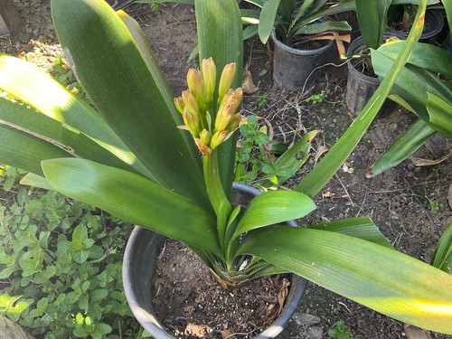 Mature clivia miniata with - mature, miniata,