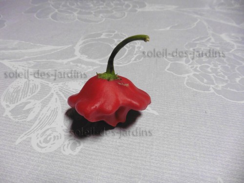 Lot graines de piment - 20,