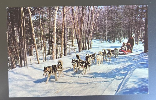 Dog team sled rides mount - rides, snow
