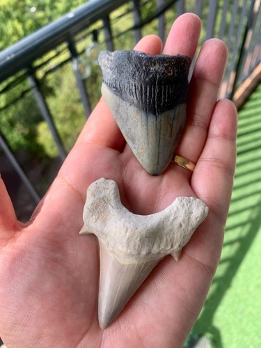 Lot dents fossiles - dents,