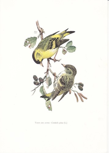 Planche histoire naturelle - planche, 14