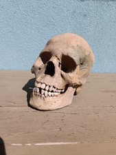 Réplique Crâne Humain