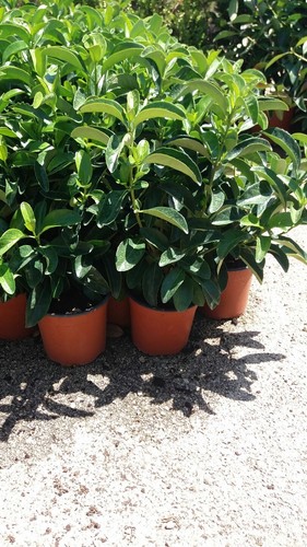 Plantes de viburno - n°5,