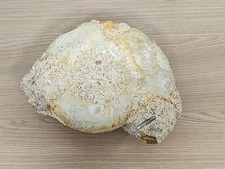 Grande ammonite fossilisée