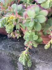 5 Plants Ou Boutures De Sedum