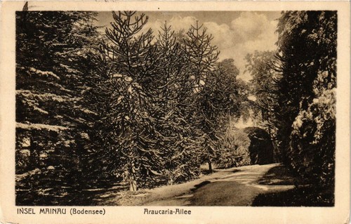 Cpa insel mainau - cpa,