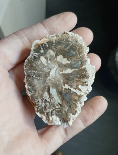 Bois fossile pétrifié