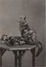 Chaton et pot de fleurs