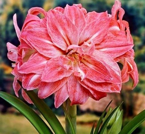 Lady jane amaryllis - lady, size
