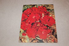 ANCIENNE PUBLICITÉ PHARMACEUTIQUE SARPAREL " les rosiers " red favourite