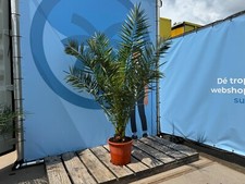 Palmier - PHOENIX CANARIENSIS