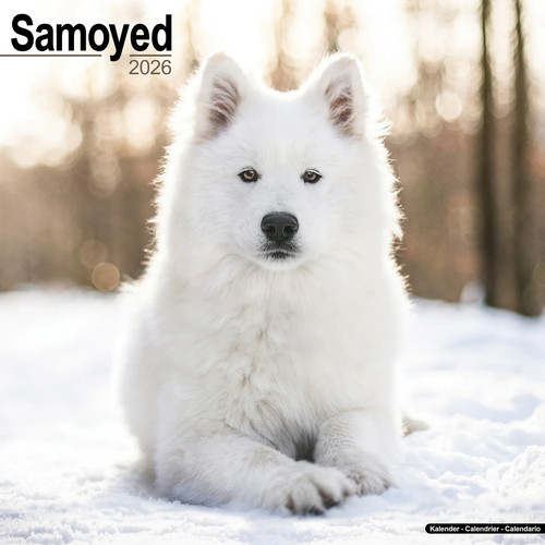 Calendrier 2026 samoyede - calendrier,