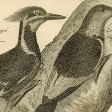 Ornithologie Oiseau Pic noir