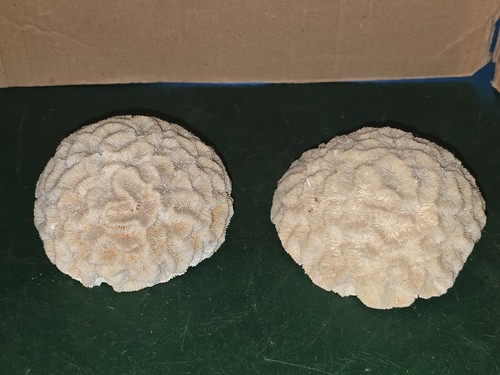 Tete corail cerveau - tete, de