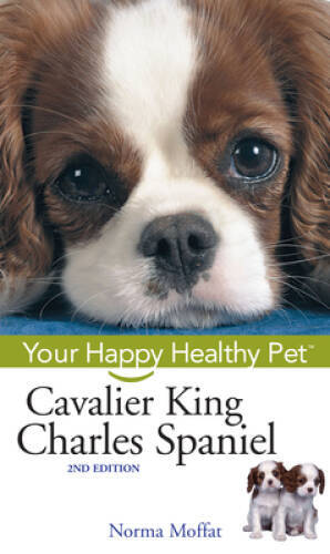 Cavalier king charles spaniel - king,