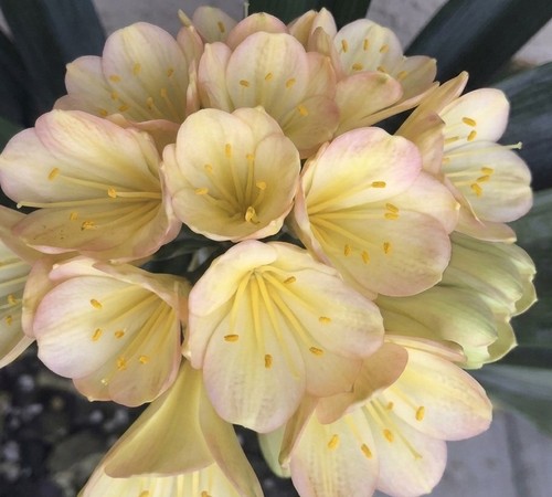 Clivia chinese blush - blush, cn