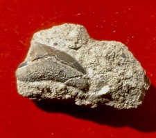 MOROCCAN CRETACEOUS FOSSIL SHARK TOOTH