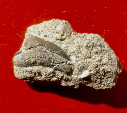 Dent requin fossile du - dent,