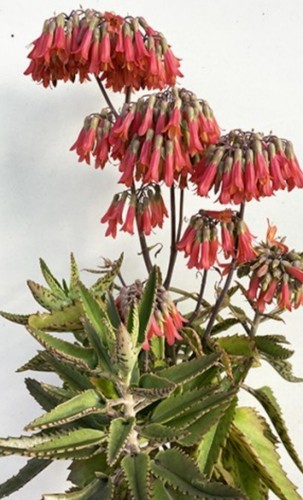 Kalanchoe houghtonii plante - kalanchoe,