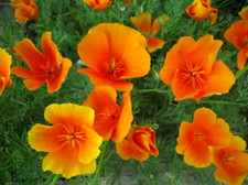 100 graines PAVOT DE