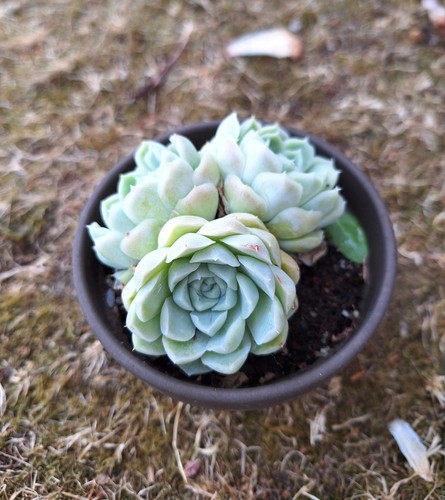 Echeveria hughmillus cluster - echeveria,