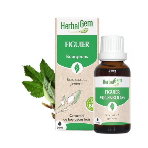 Bourgeons figuier bio - bourgeons,