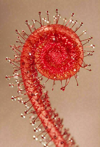 Drosera filiformis all - drosera,