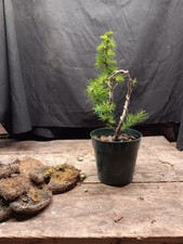 Japanese Larch Larix