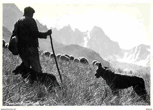 Carte postale animaux - carte,