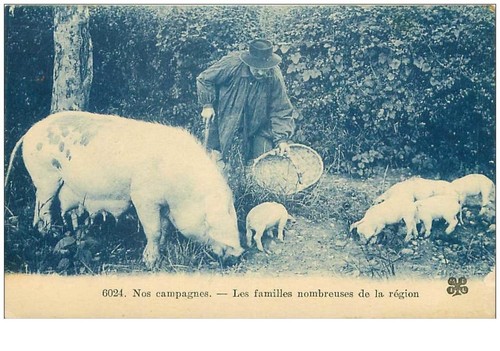 Cochons 24233 les - cochons.n°24233.les, familles