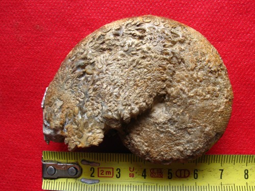 Ammonite toarcien - du,