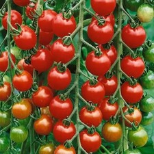 Lot De 10 Graines De Tomate