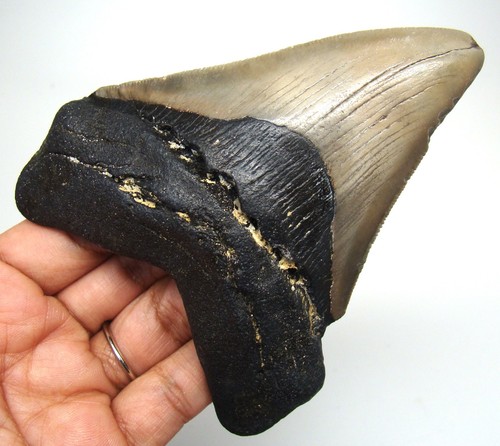 Megalodon shark tooth - megalodon,