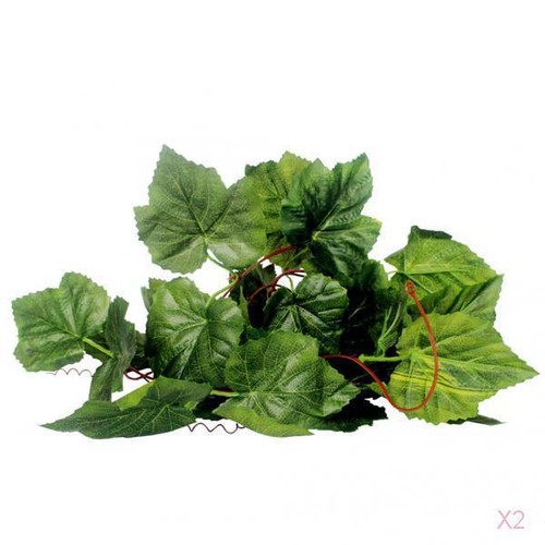 Reptile raisins terrarium - reptile,