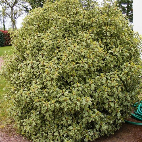 Pittosporum panaché - panaché, 3l)